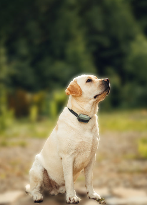 Wireless Dog Fence