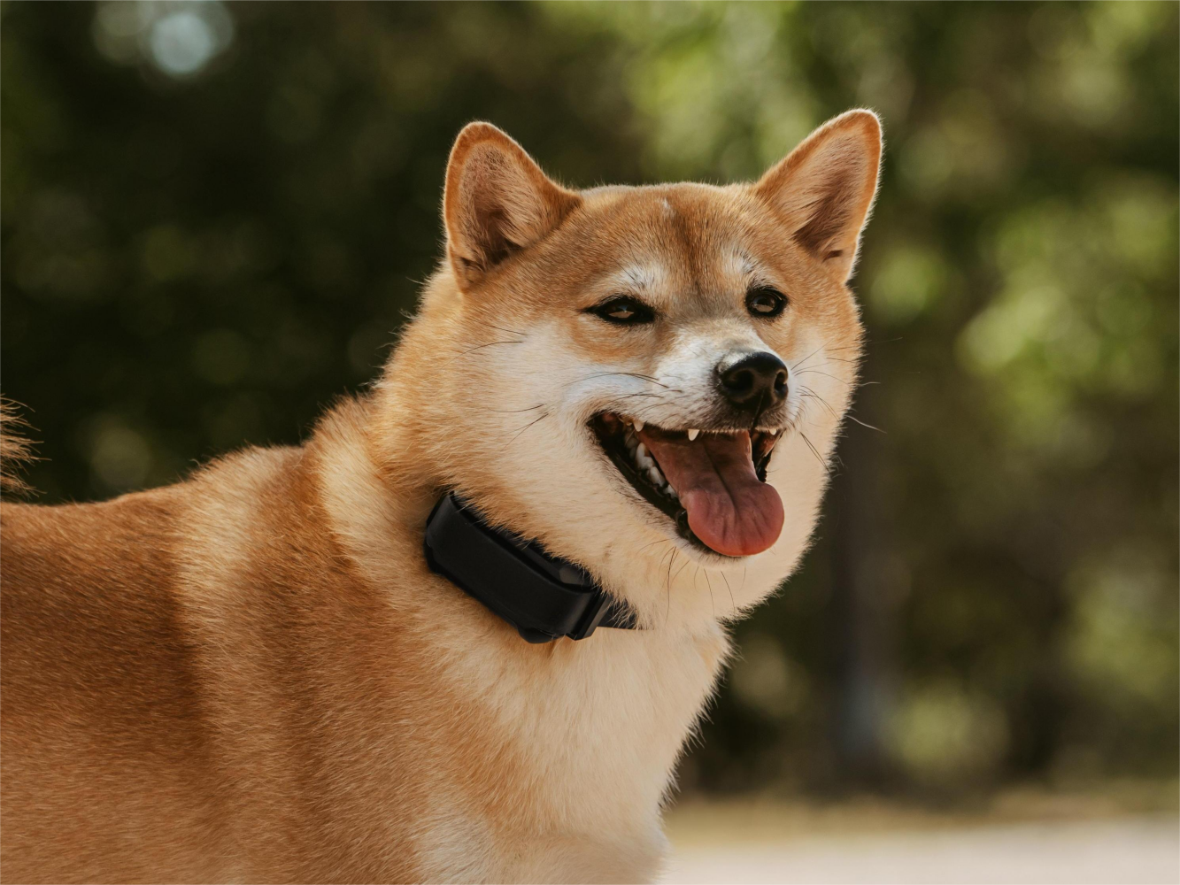 How Does A Wireless Dog Fence Work PetHey how-does-a-wireless-dog-fence-work-pethey