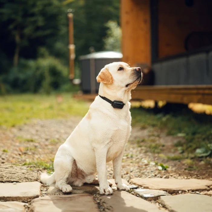 PetHey Wireless Dog Fence